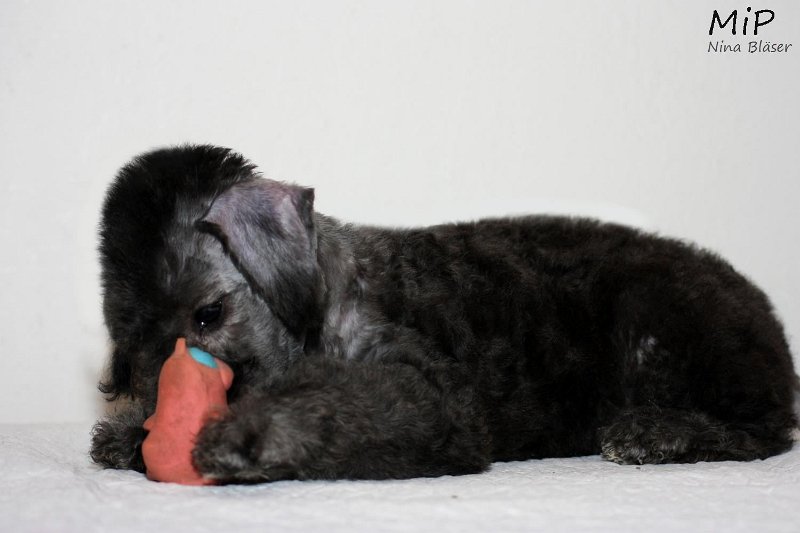 Dandy Sting Happy Sheep (2).jpg